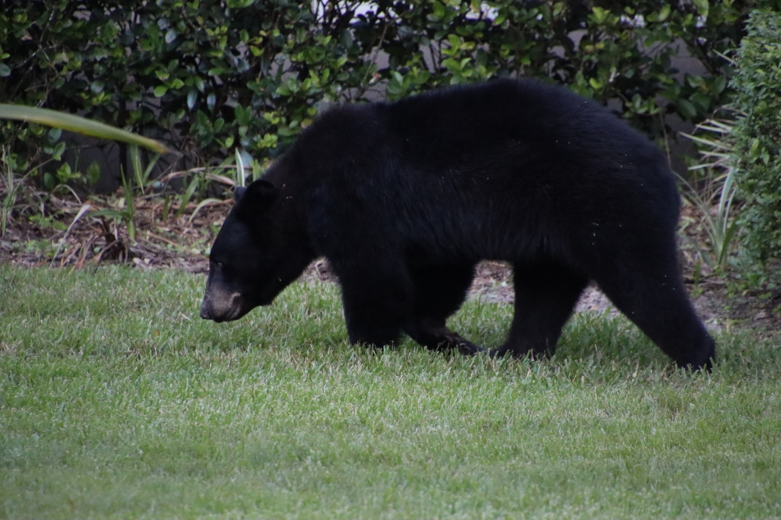 Bear Spotted Early Today At Residence In Western Area