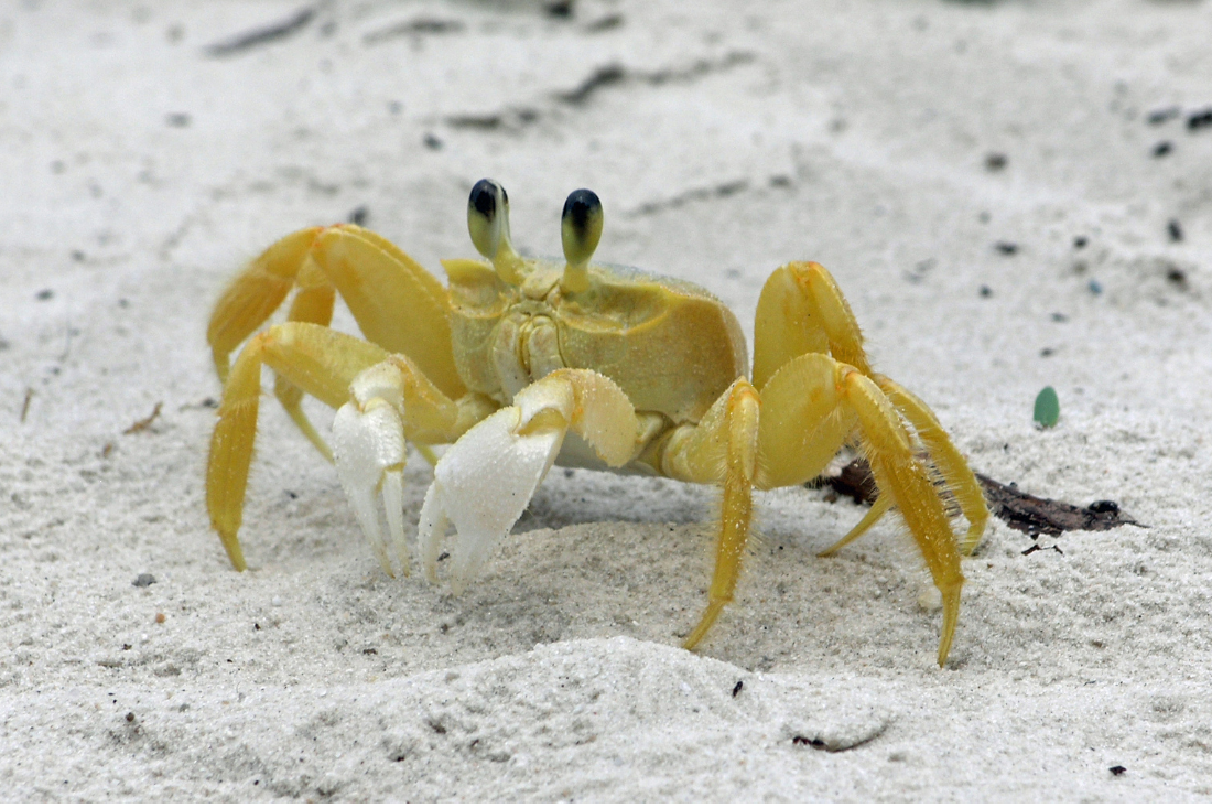 Hunting for Ghost Crabs