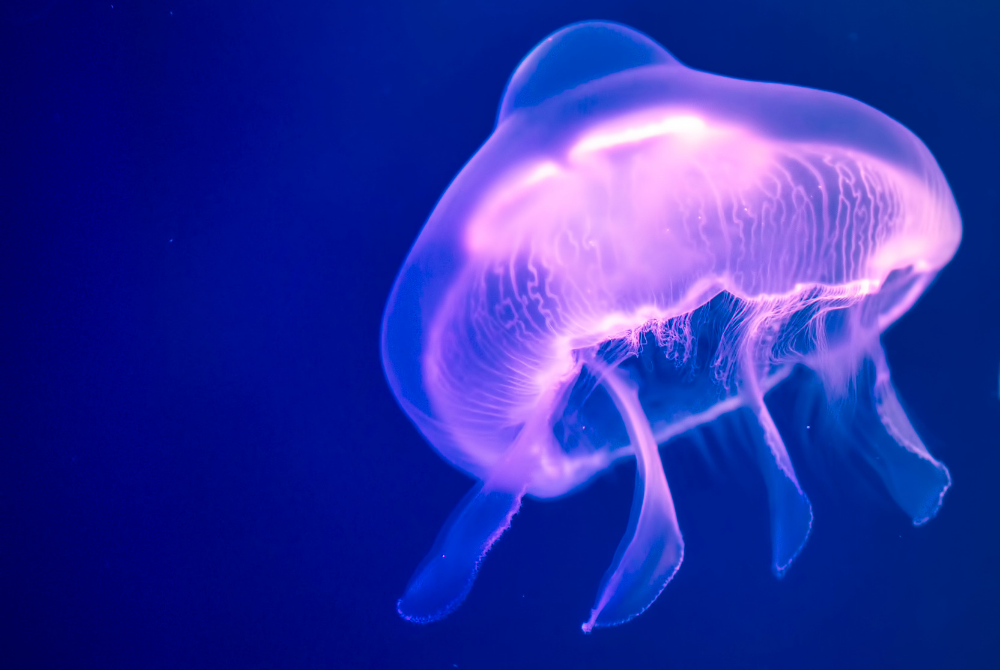 The common jellyfish moon jelly