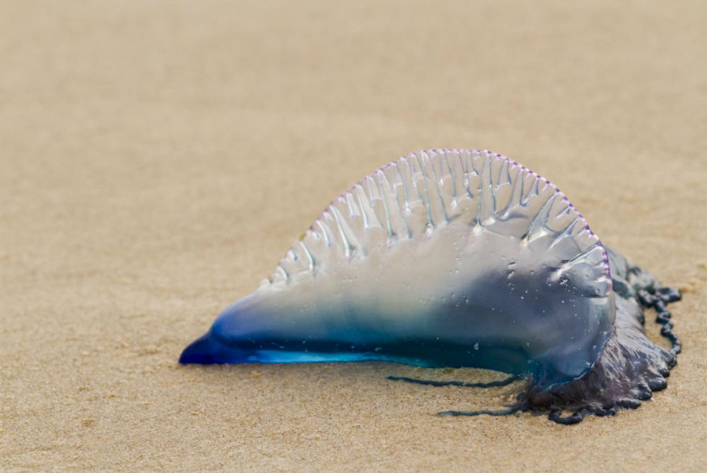 five-common-types-of-jellyfish-found-in-the-gulf-of-mexico-30a