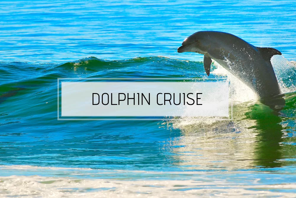 Dolphin Cruise