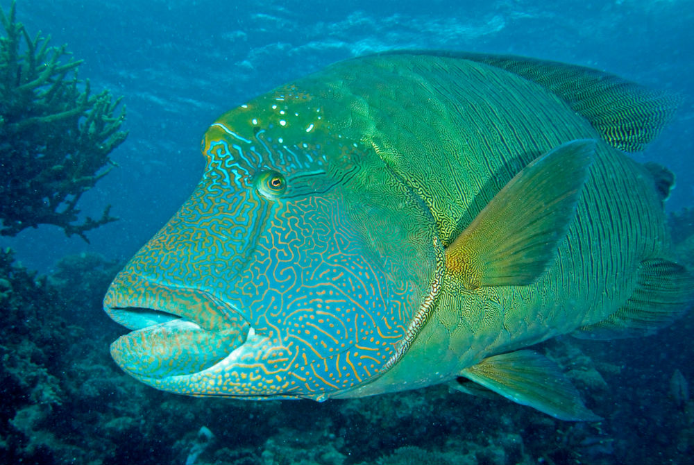 Meet the Incredibly Odd Humphead Wrasse