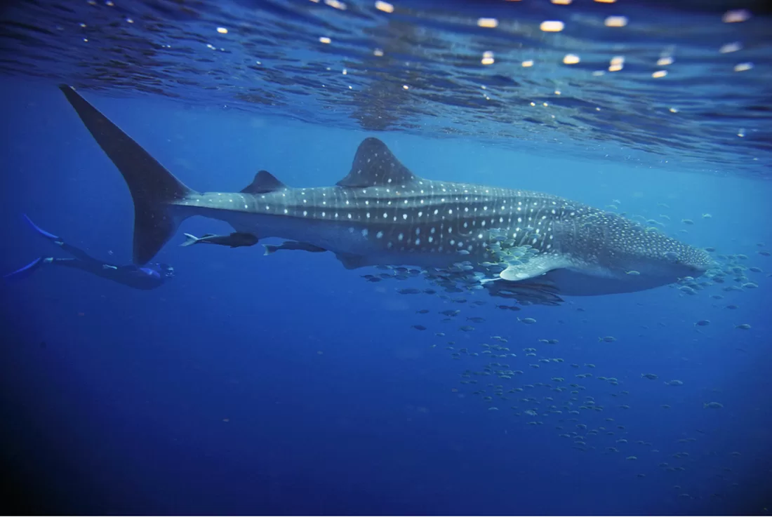 8 Cool Facts About Whale Sharks