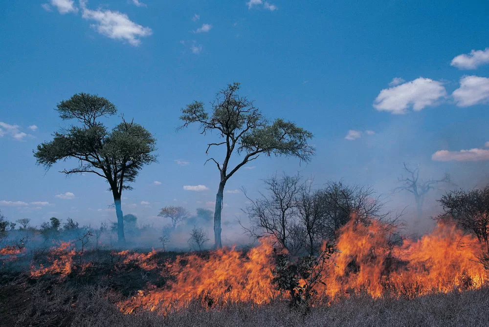 What is a Prescribed Fire? Here’s Everything You Need to Know.