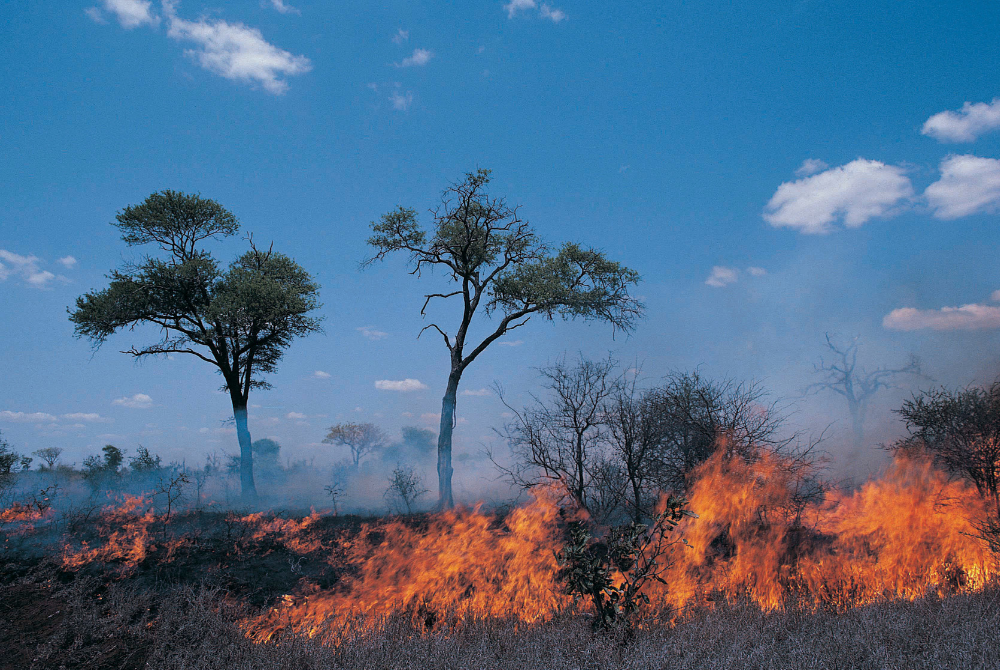 What is a Prescribed Fire? Here's Everything You Need to Know.