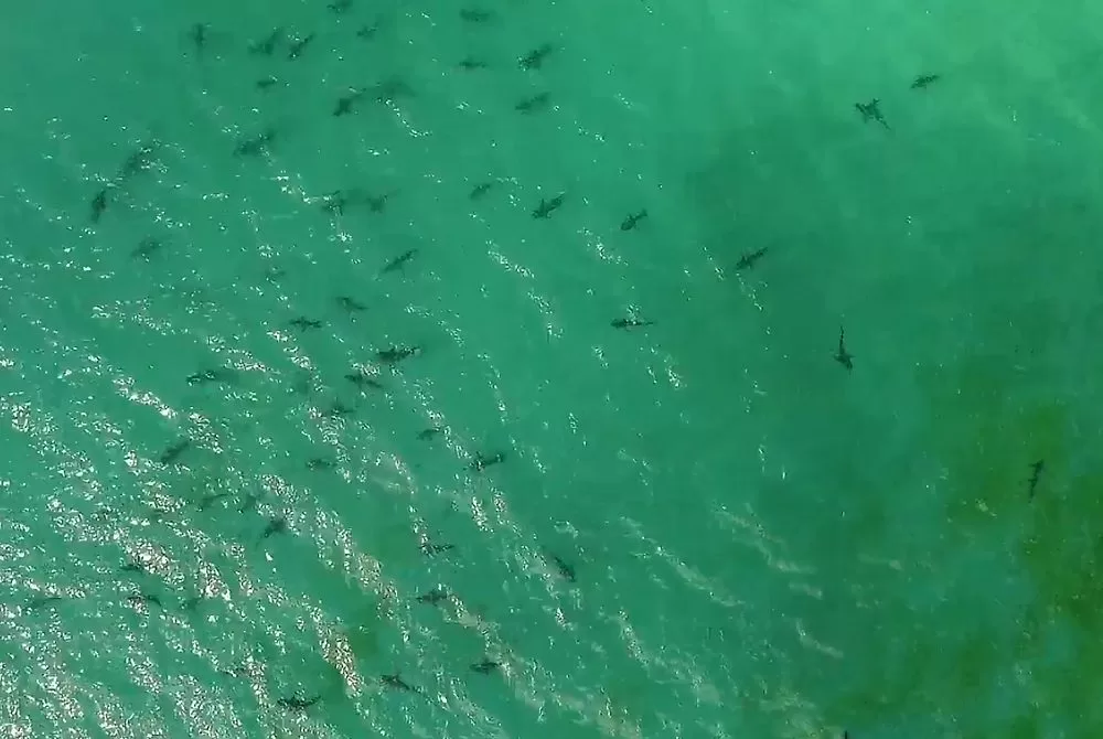 Over 60 Sharks Spotted off Grayton Beach Harmlessly Swimming. It’s their home after all.