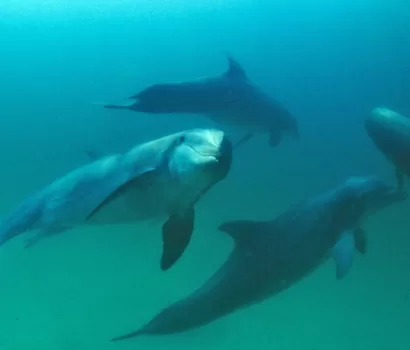 Dolphin Therapy: Helping Children and Adults Alike