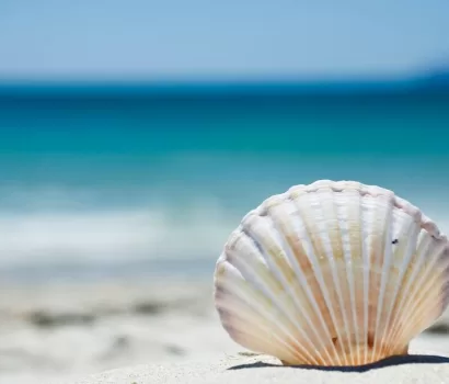 Master of the Shells: More Passion Than Hobby