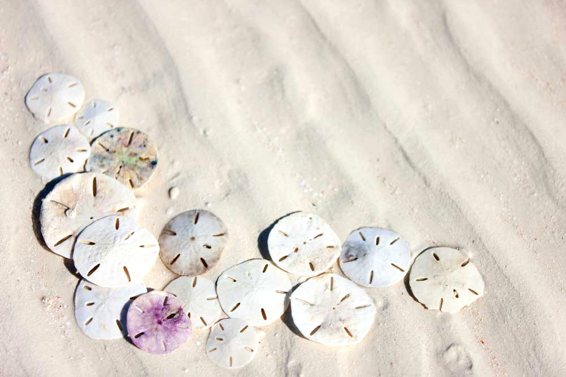 Sand Dollars: What You Need to Know - 30A