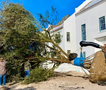 Alys Beach Completes Installation of 18-Year-Old Live Oak