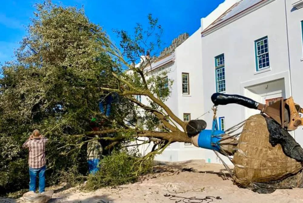 Alys Beach Completes Installation of 18-Year-Old Live Oak