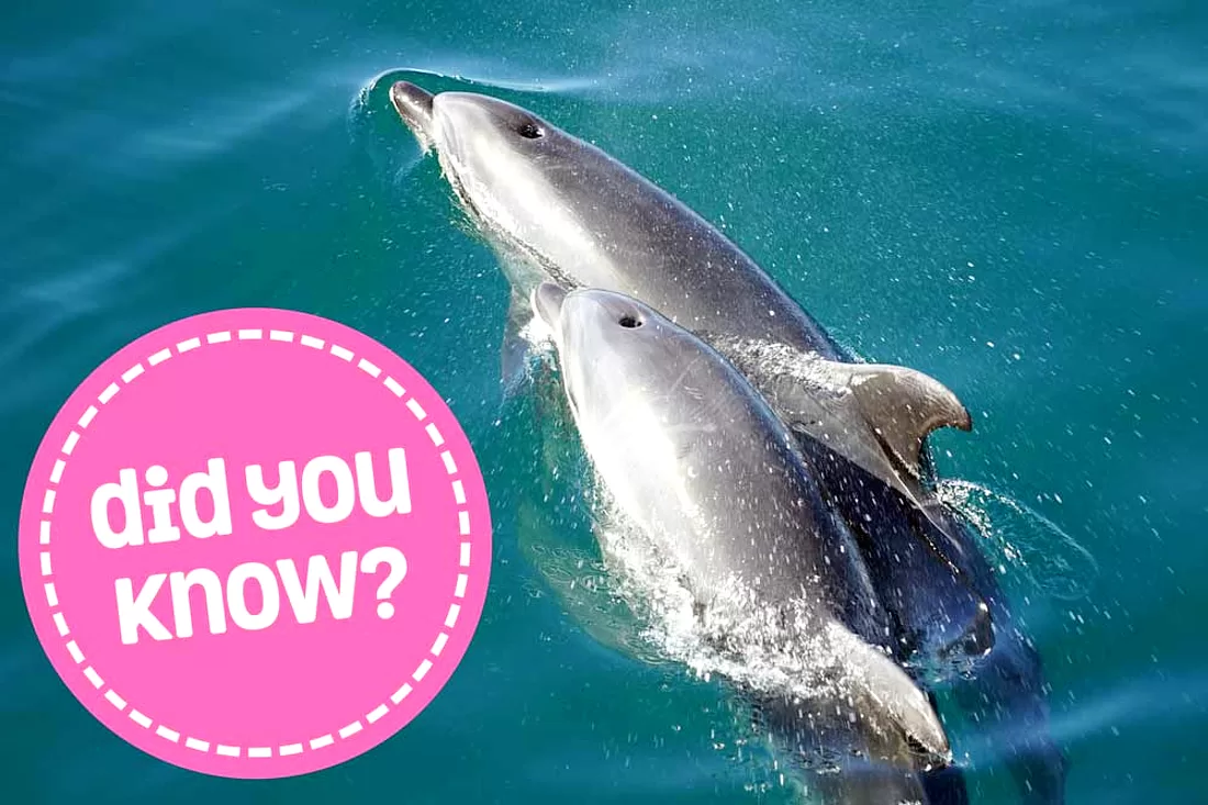 20 Fun Facts About Dolphins