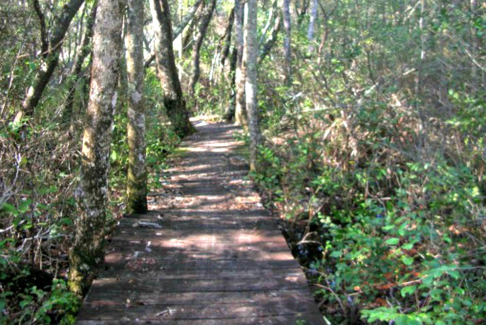 The Boardwalk at Point Washington State Forest