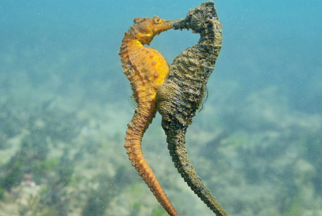 This Thing Called Love: Meet 5 Monogamous Sea Creatures of the Gulf - 30A