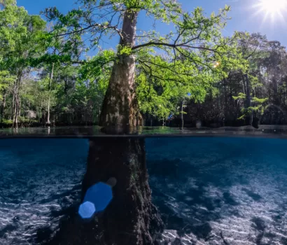 Watery Landscapes – A Photographer’s Love of the Florida Springs