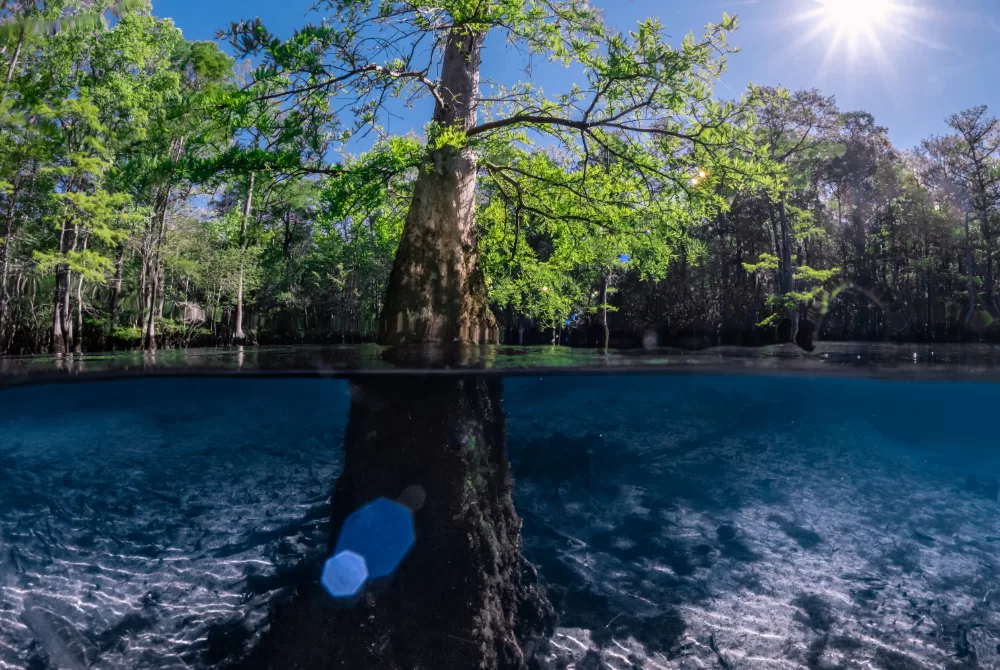 Watery Landscapes – A Photographer’s Love of the Florida Springs