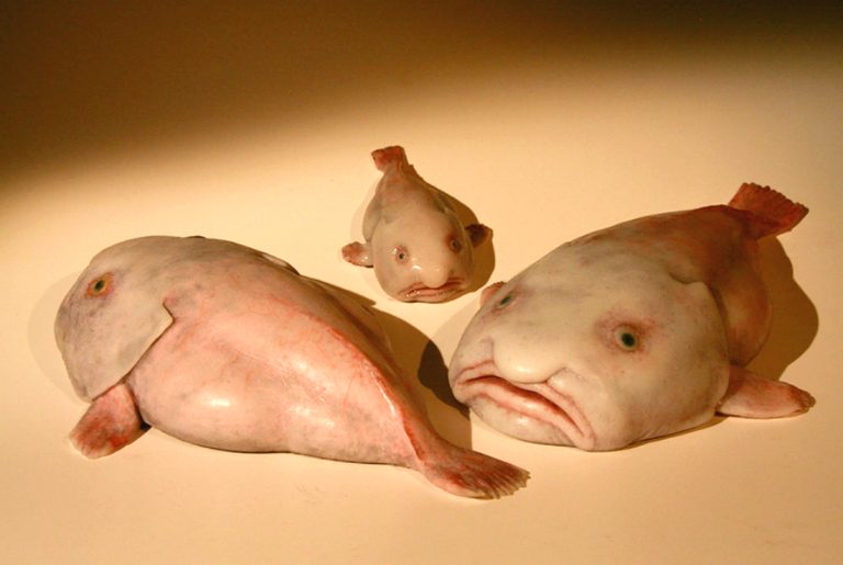 The Blobfish: 5 Facts About the Ocean’s Ugliest Mug – 30A