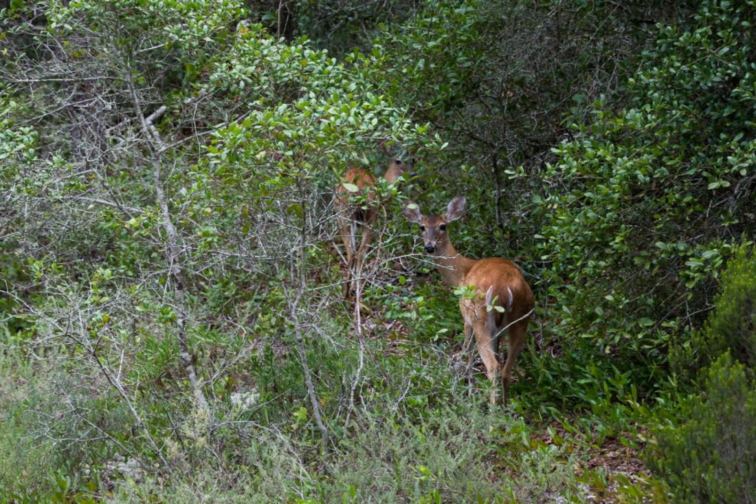 Deer located within the woods of Coffeen