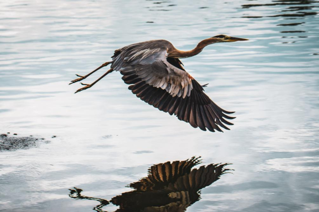 Great Blue Heron soars above the water