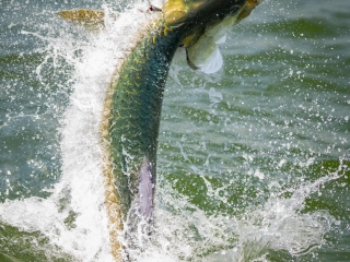 POON W FLY LINE2