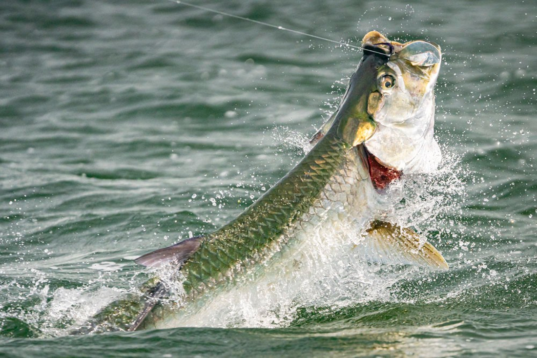 Largemouth Bass caught while fishing