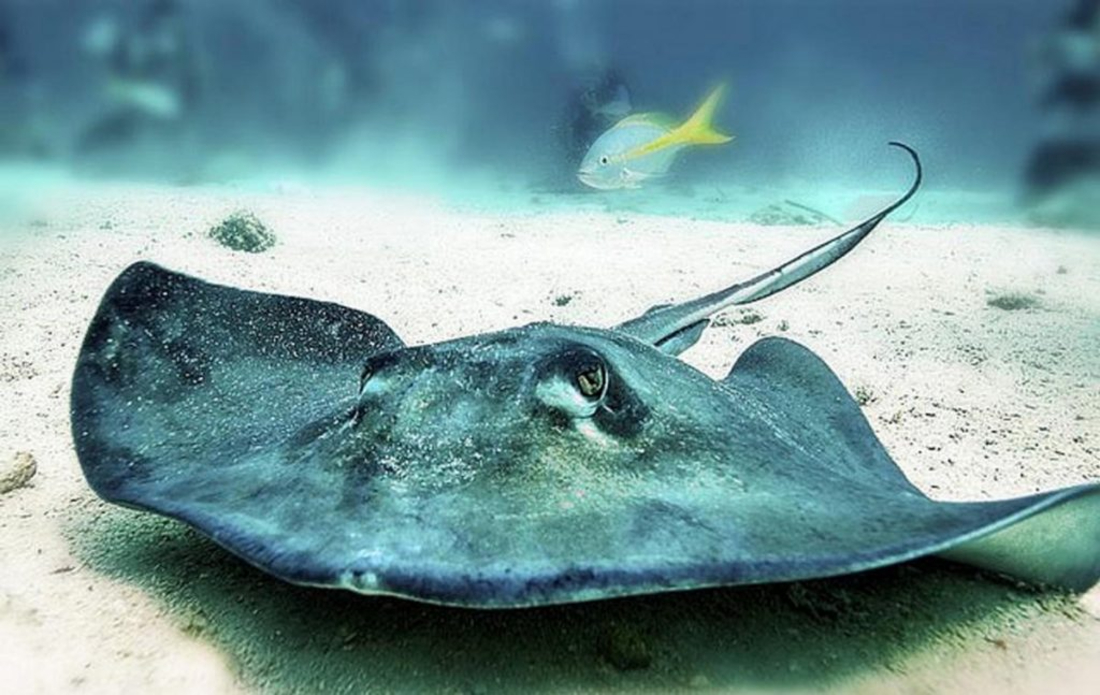 Meet the Rays Living in the Gulf of Mexico - 30A