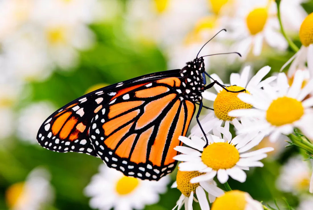 The Monarch Butterfly: South Walton’s Majestic Mascot