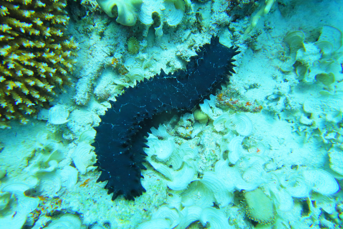 Everything You Never Knew About Sea Cucumbers - 30A | Hey! Review Food
