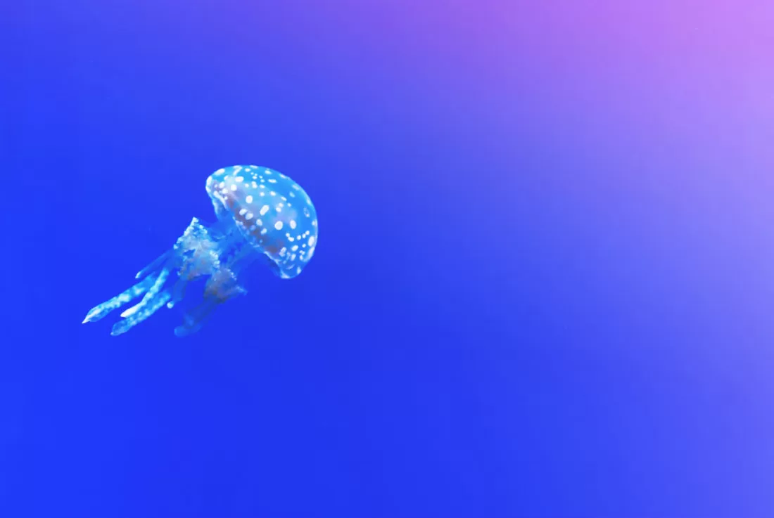 How to Treat a Jellyfish Sting (and, no, THAT doesn’t work!)