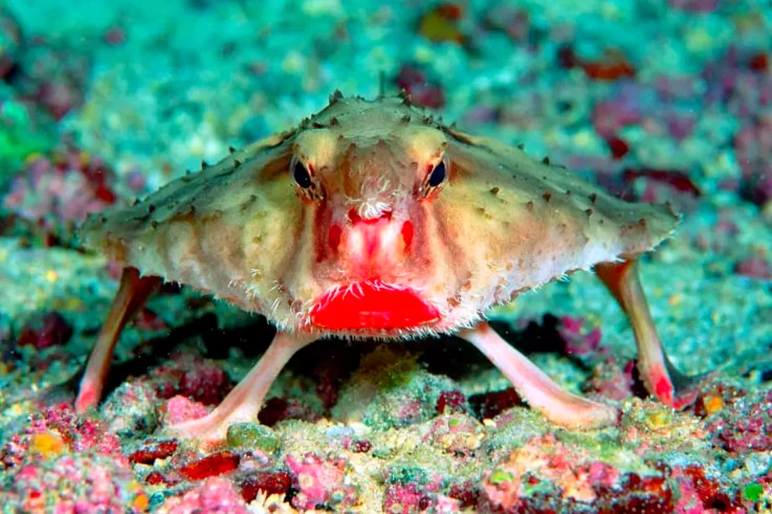 7 Fish So Ugly Only Their Mothers Can Love Them