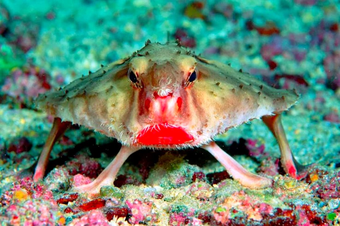 17 Ugliest Fish in the World - Pics, Videos, Interesting Facts