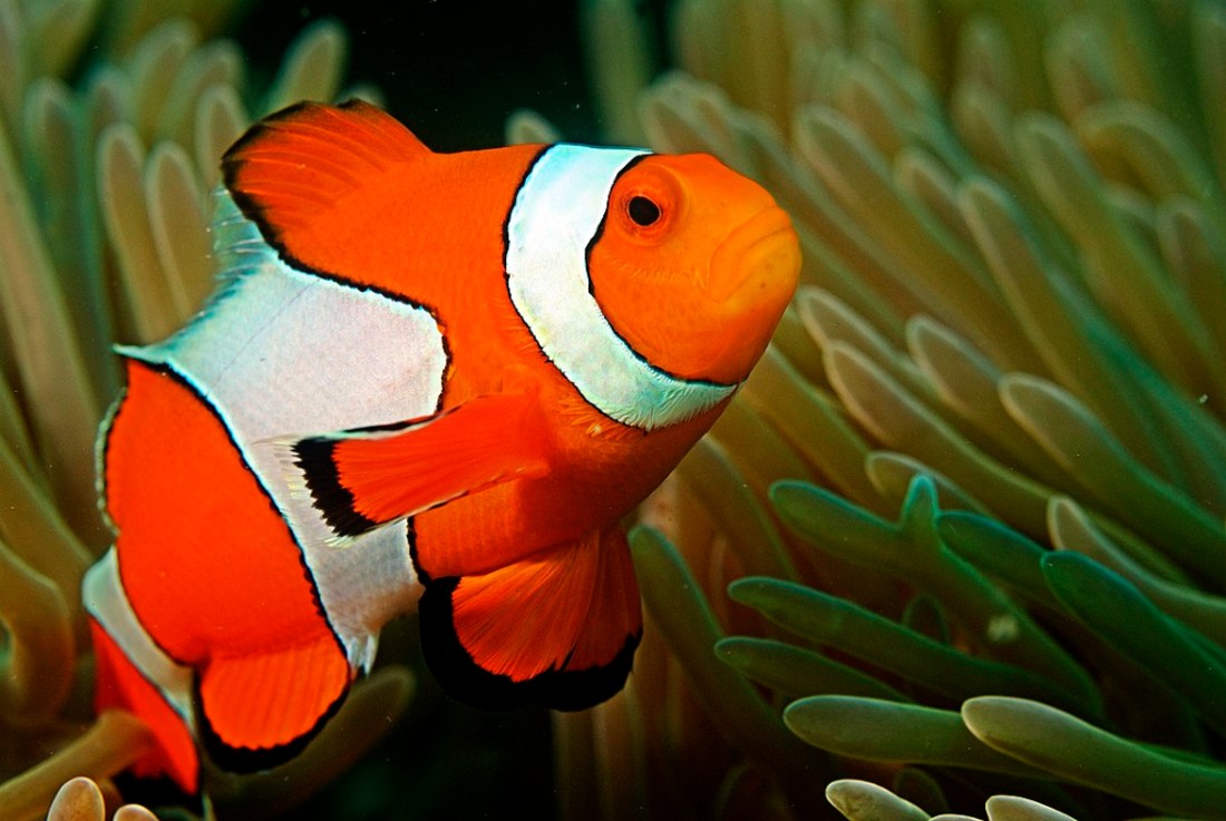 Clownfish in the Andaman Coral Reef. Photo credit: Wikipedia