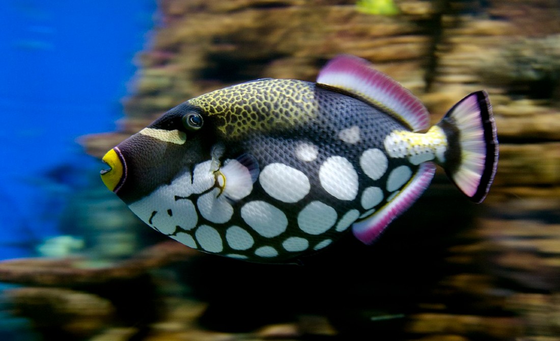 Nine Of The World'S Most Gorgeous Fish - 30A