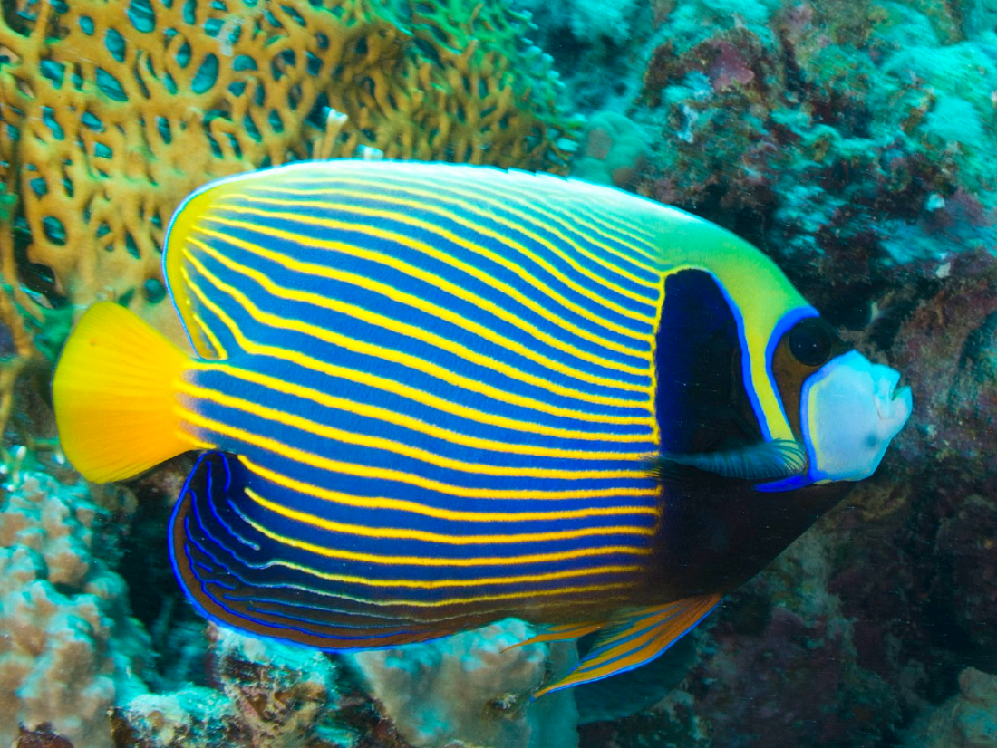 Top ten hotsell tropical fish