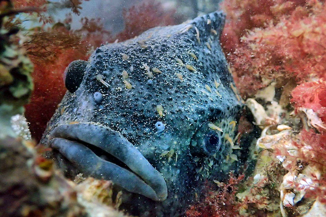 blobfish in natural habitat｜TikTok Search
