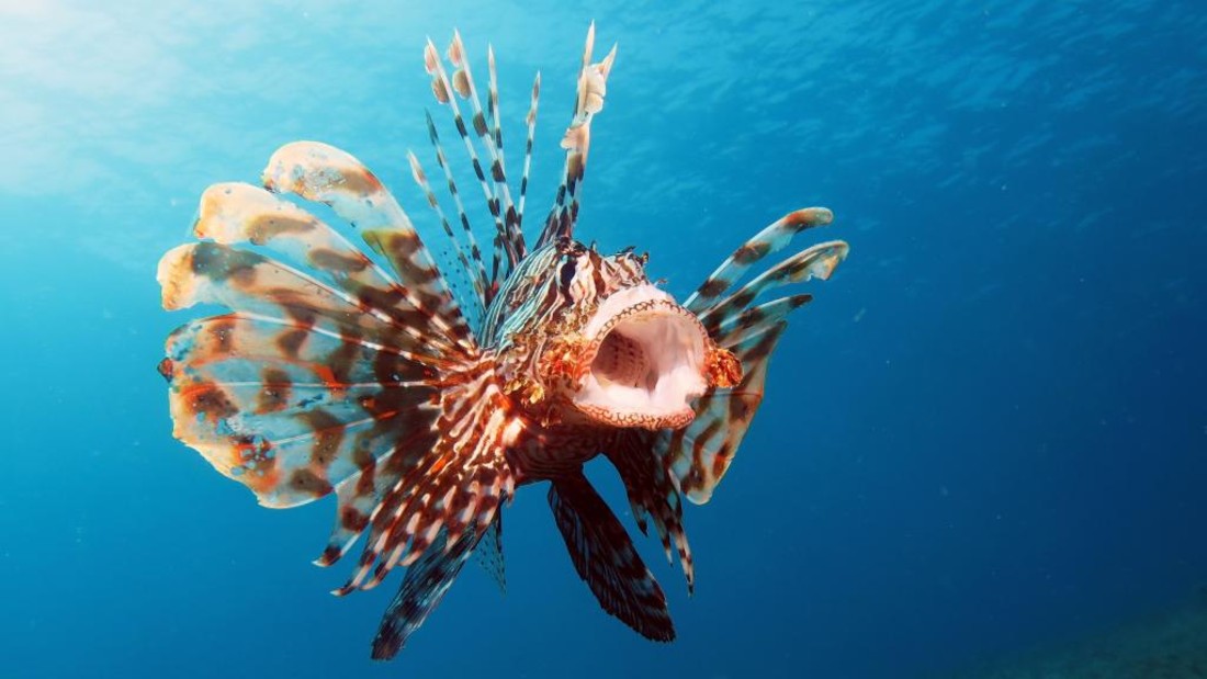 Nine of the World's Most Gorgeous Fish - 30A