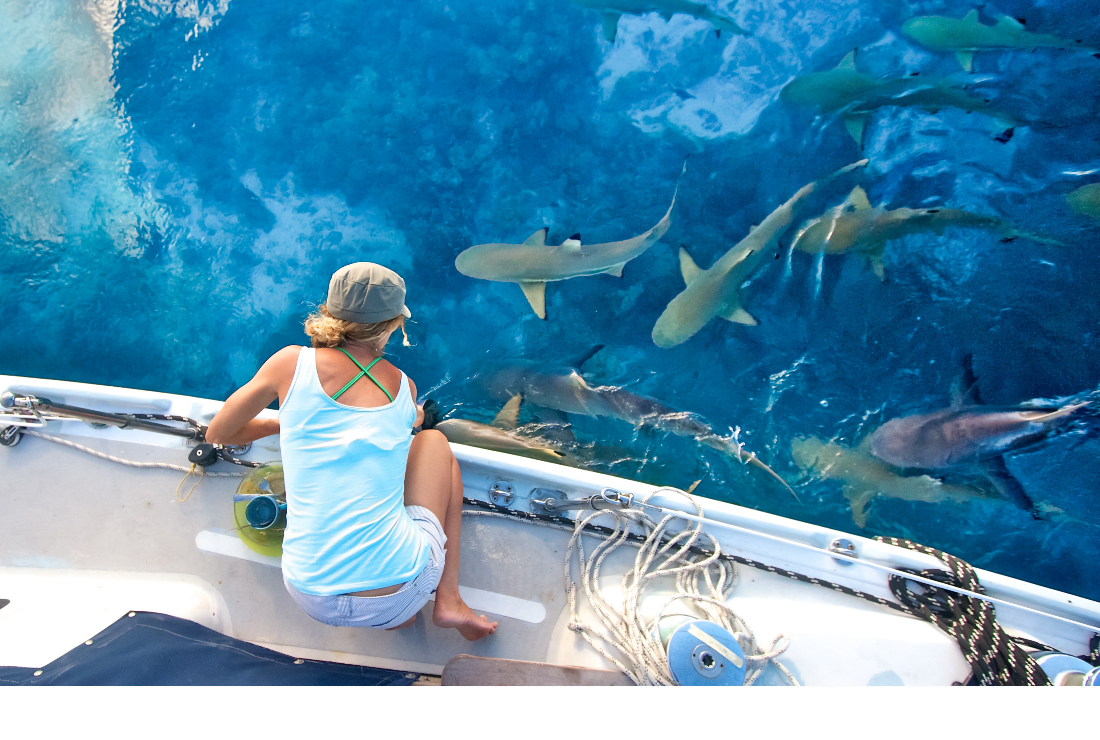 Captain Liz Clark feeding sharks off boat