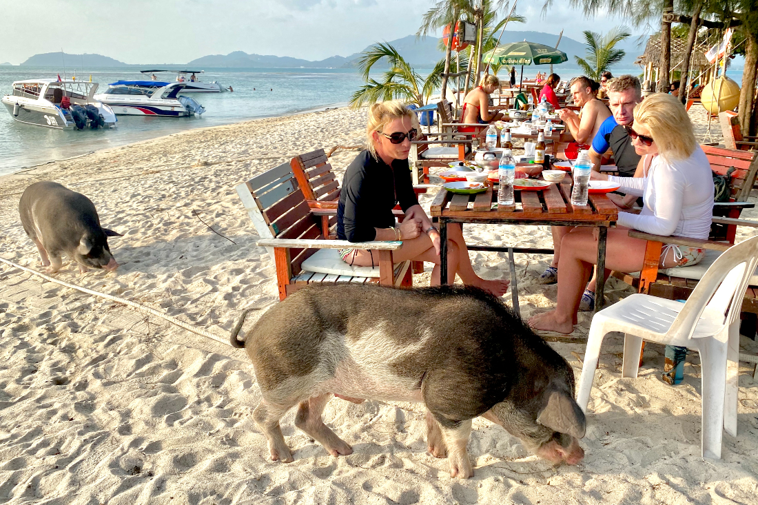 Pigs roam beach bar