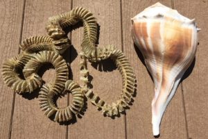 Florida’s Lightning Whelks and Their Mysterious Egg Casings