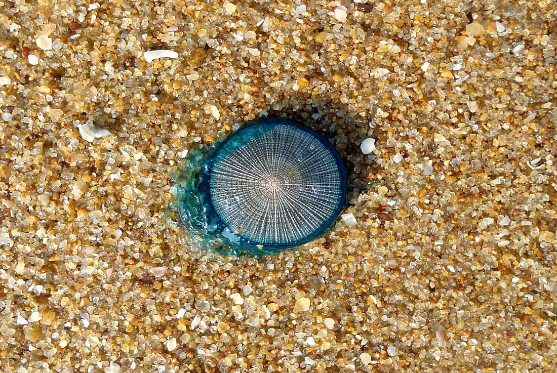 7 Astounding Facts About the Blue Button Jellyfish