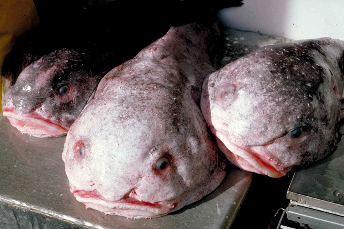 I am thankful for the blob fish