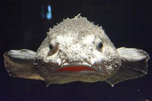 The Blobfish: 5 Facts About the Ocean’s Ugliest Mug