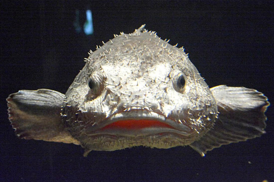 Blobfish Underwater 