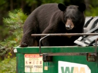 Bear dumpster diving in Grayton Beach