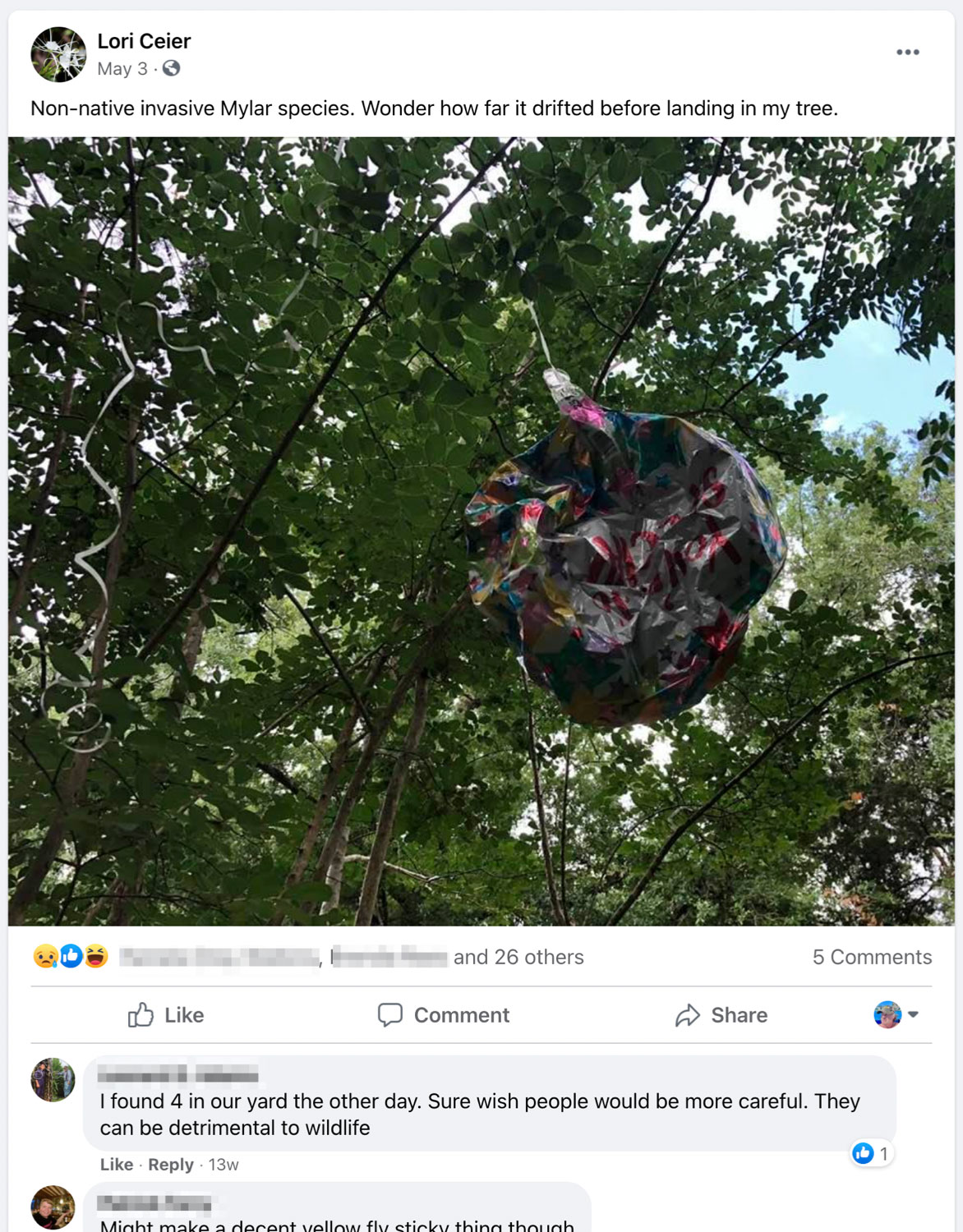 Deflated balloon caught in tree