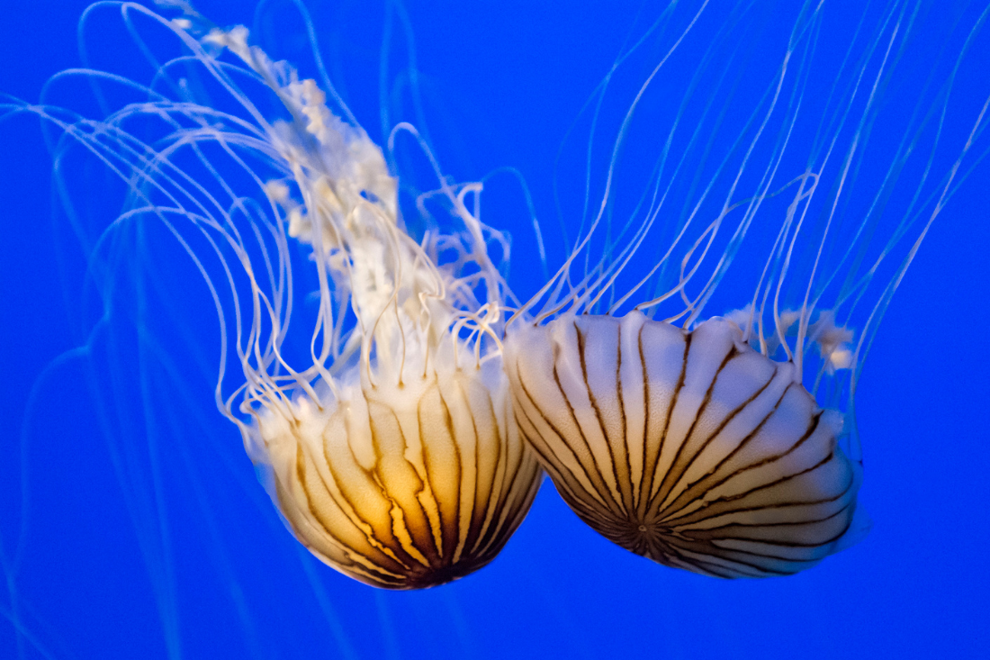 Meet the Jellyfish of the Gulf of Mexico - 30A