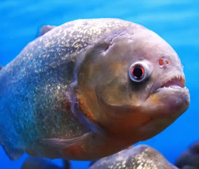 Sink Your Teeth into These 10 Piranha Facts