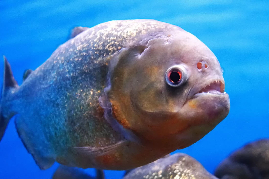 Sink Your Teeth into These 10 Piranha Facts