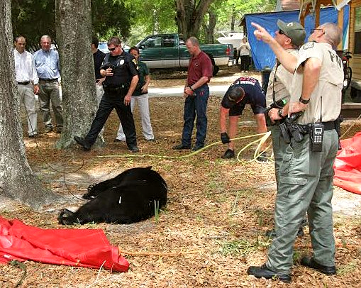 Bear located in PCB was removed from the tree