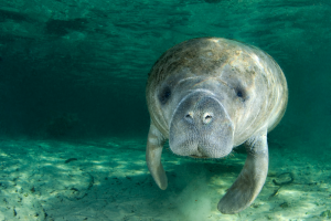 8 Fun Facts About Manatees in Florida